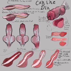 el_kyze, anatomically_correct, anatomically_correct_genitalia, anatomically_correct_penis, anatomy_reference