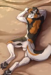stratus_shepherd, droskimo, animal_genitalia, anthro, australian_terrier