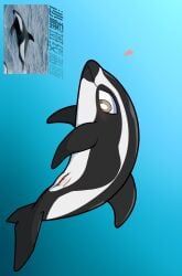 1145_(artist), aquatic, blush, body_blush, cetacean