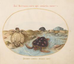 ambiguous_feral, ambiguous_gender, anus, biological_illustration, cheloniid