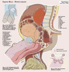 spleen, vasmeth, trogan, anatomy, animal_genitalia