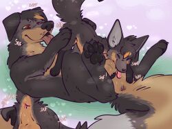 korwin, pariahpuppy, anus, balls, bat-eared_fox