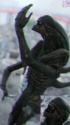 xenomorph, alien_(franchise), alien, alien_pred, ambiguous_gender