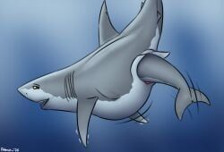 discovery_channel, shark_week, dolorcin, animal_genitalia, aquatic