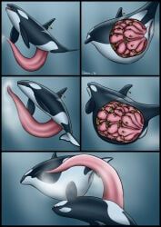 dolorcin, animal_genitalia, animal_penis, animal_vulva, aquatic