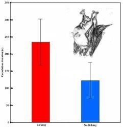 the_more_you_know, animal_genitalia, animal_penis, bar_graph, bat