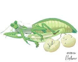 nerd_mantis, arthropod, arthropod_abdomen, bodily_fluids, castration