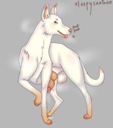 animal_genitalia, animal_penis, aroused, backsack, balls