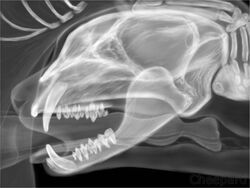 derago_(character), cheepard, ambiguous_gender, anatomically_correct, anatomically_correct_genitalia