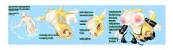 digimon_(species), renamon, bandai_namco, digimon, bimboaudino