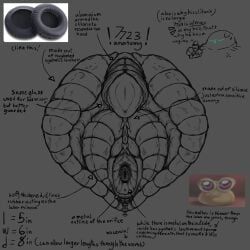 next_gen, 7723_(next_gen), anatomy, anatomy_reference, diagram