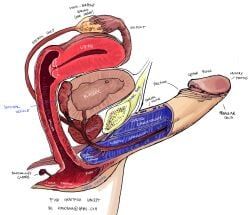 original, kriscrash, ?, anatomy, bladder