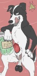 mr._pickles, dangerdoberman, balls, border_collie, canid