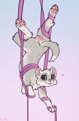 yurusa, 5_toes, acrobat, acrobatics, aerial_silk