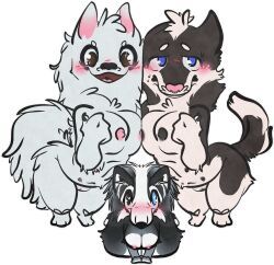 sparklepupfaeri, alaskan_klee_kai, anthro, blush, breast_squish