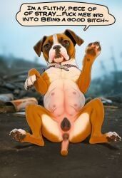 stray, anus, canine_pussy, collar, domestic_dog