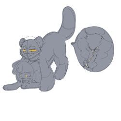 blackstar_(warriors), darkstripe_(warriors), warriors_(cats), domestic_cat, duo