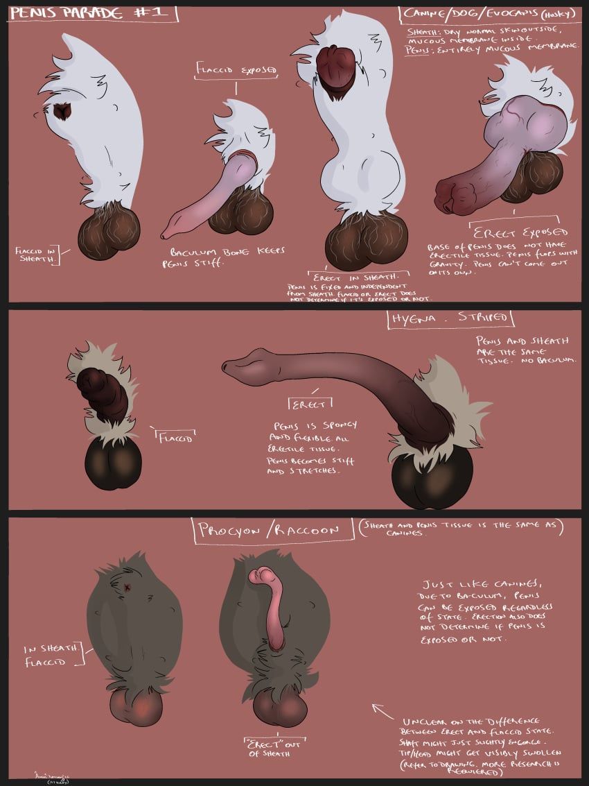 gthusky, ambiguous_form, anatomical_study, anatomically_correct, anatomically_correct_genitalia