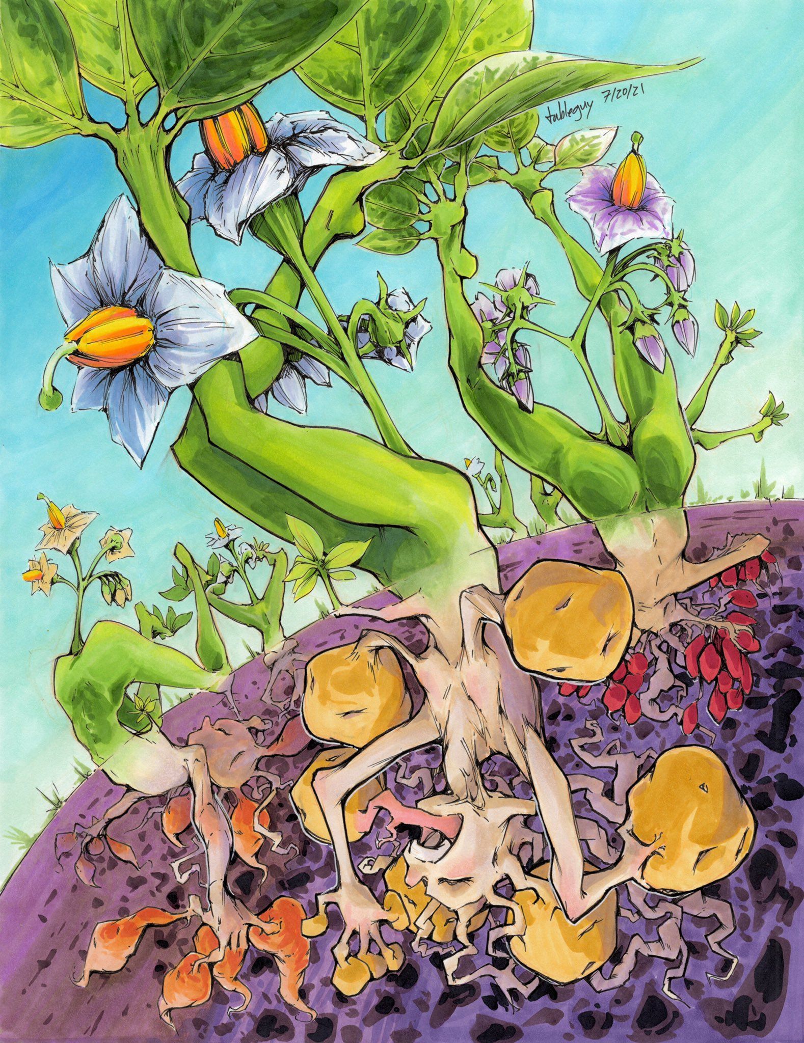 Mandrake, Plant, Potato, Tableguy, Vegetable