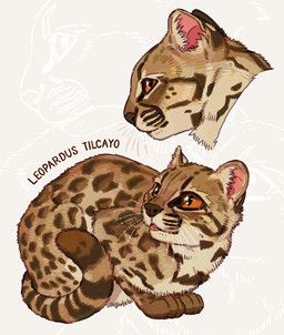 ursiday, blep, brown_body, brown_fur, brown_socks_(marking)