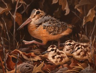 alexpahomov, ambiguous_gender, american_woodcock, avian, bird