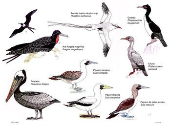 paleoaeolos, ambiguous_gender, avian, beak, bird