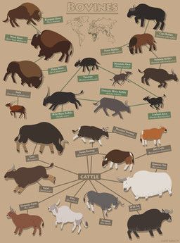 losttimpactt, african_buffalo, ambiguous_gender, american_bison, anoa