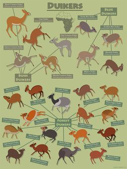 losttimpactt, abott's_duiker, aders's_duiker, africa, ambiguous_gender