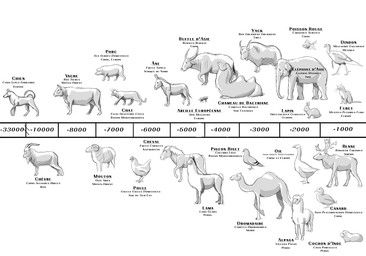 rainbowleo, alpaca, ambiguous_gender, anatid, anseriform