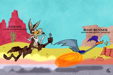 road_runner_(looney_tunes), wile_e._coyote, looney_tunes, warner_brothers, unclescooter