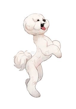 jeniak, 4_toes, ambiguous_gender, bichon, bichon_frise