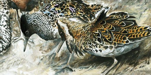 renum63, beak, black_eyes, black_markings, feathers