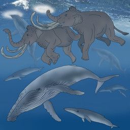 olmagon, aquatic, baleen_whale, brown_body, brown_fur