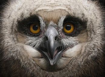 renum63, ambiguous_gender, avian, beak, bird