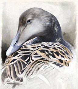 renum63, anatid, anseriform, avian, beak