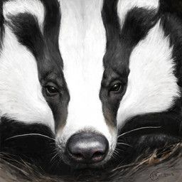 renum63, ambiguous_gender, badger, black_body, black_eyes