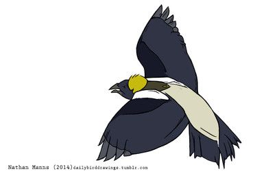 jamminbison, angry, avian, beady_eyes, beak