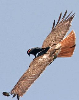 unknown_artist, accipitrid, accipitriform, ambiguous_gender, avian