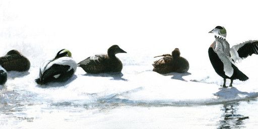 renum63, anatid, anseriform, avian, bird