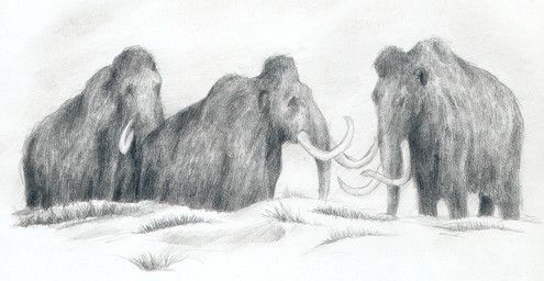 mihin89, elephantid, fatty_humps, feral, fur