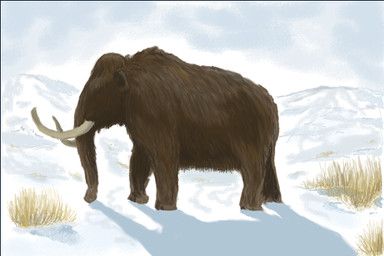 mihin89, brown_body, brown_fur, elephantid, feral